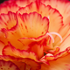 Un clavel rosa y amarillo. Foto: Allan / Flickr